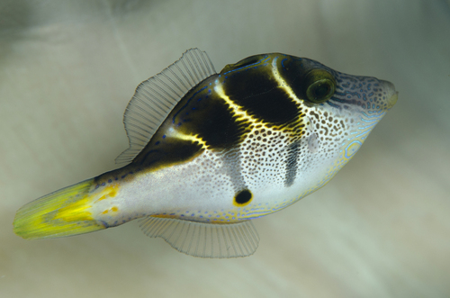 Mimic Filefish