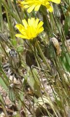Asteraceae