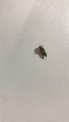 Plodia interpunctella