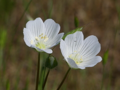Limnanthes