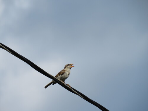 House Sparrow photographed in Pennsylvania