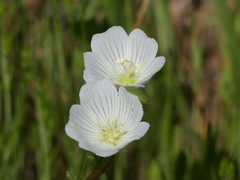 Limnanthes