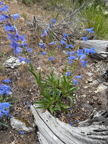 Penstemon cyaneus, photograph 6