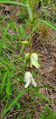 Asimina angustifolia image