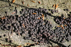 Jackrogersella cohaerens