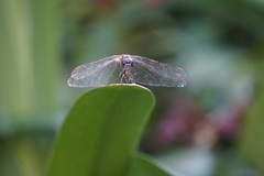 Pachydiplax longipennis