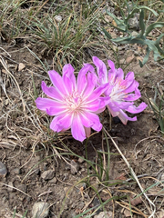 (c) Whitney Brook Matson, some rights reserved (CC BY) Lewisia rediviva, photograph (c) Whitney Brook Matson, some rights reserved (CC BY)