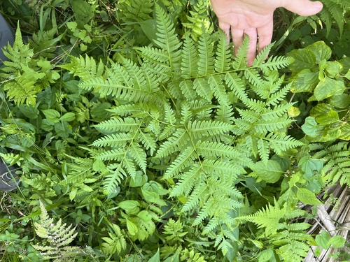 Pteris tripartita observed 2026-06-24