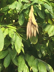 Brownea grandiceps