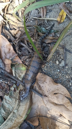 Tiliqua gigas observed 2026-06-19