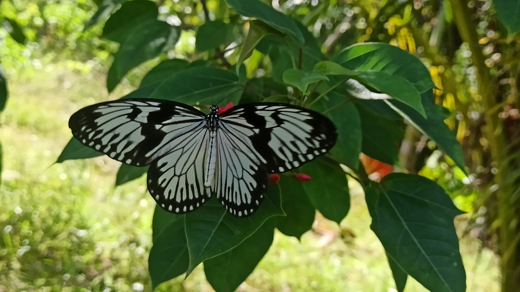 Durvillei's Tree Nymph (Idea durvillei)