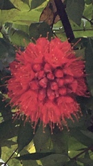 Brownea grandiceps