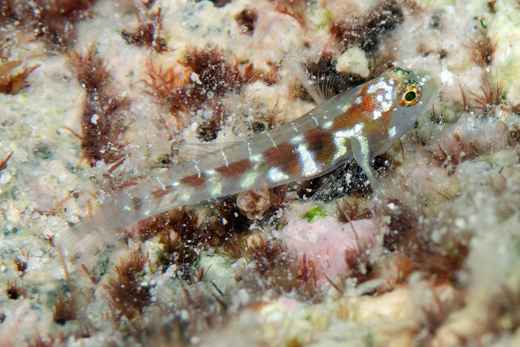 Brown-banded Dwarfgoby