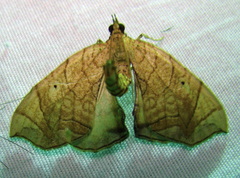 Eulithis gracilineata