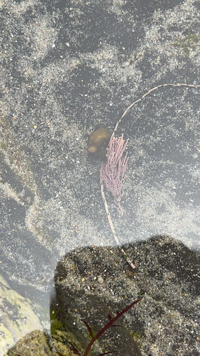 Lithothrix aspergillum observed 2026-06-24