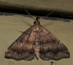 Phalaenostola larentioides