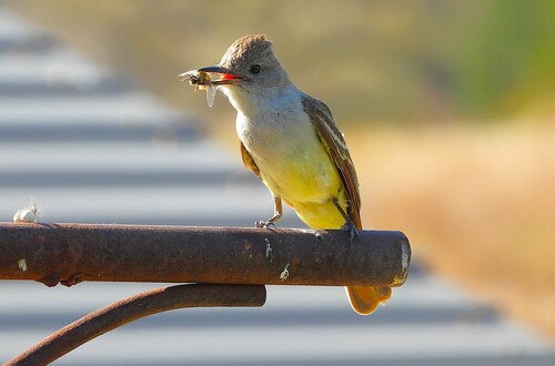 iNaturalist observation photo of Ash-throated Flycatcher