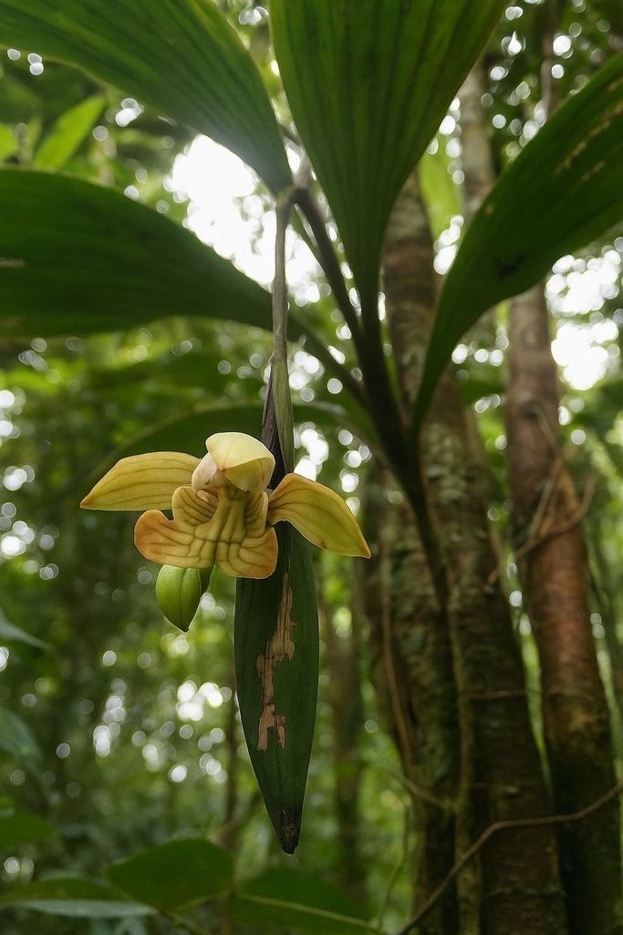 Claderia viridiflora (Claderia viridiflora)