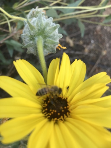 iNaturalist observation photo of Western Honey Bee