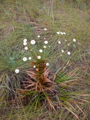 Paepalanthus chiquitensis