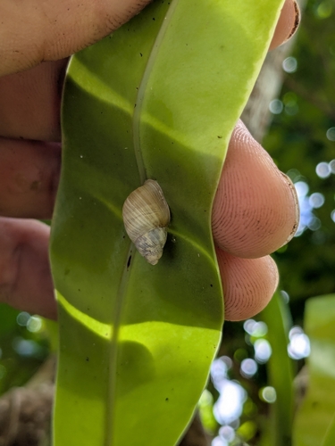 Partula radiolata observed 2026-05-31