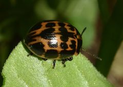 Platyphora congregata