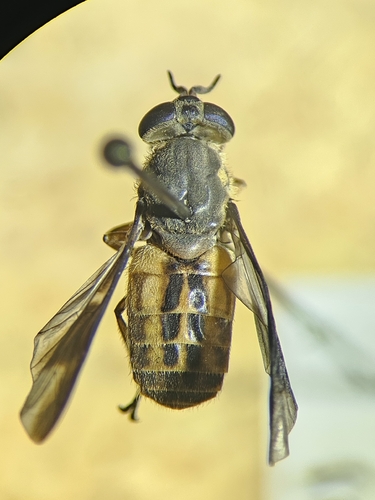 Striated Deer Fly photo 5