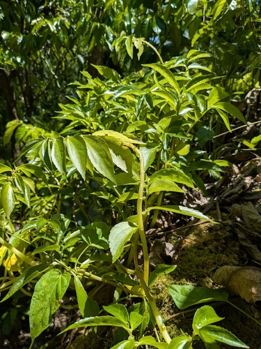 Elatostema calcareum observed 2026-05-31