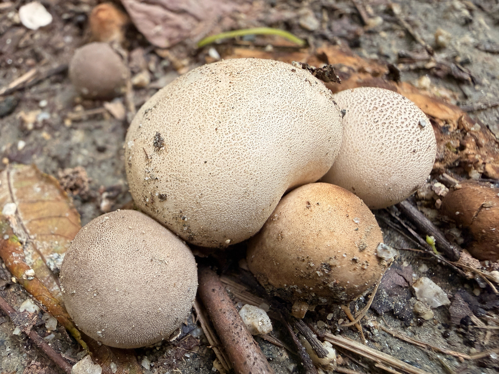 Pear-shaped Puffball · June 2026 · photo: Photo: (c) Ryan Goodman, some rights reserved (CC BY) · iNaturalist