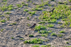 Haemorhous mexicanus