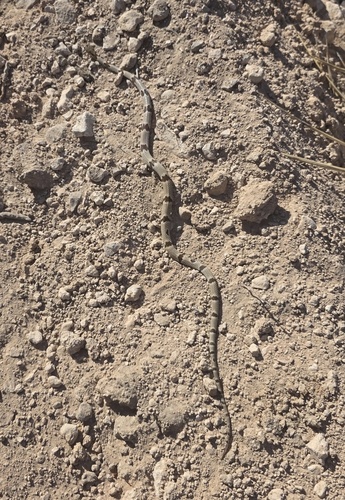 Texas Lyre Snake