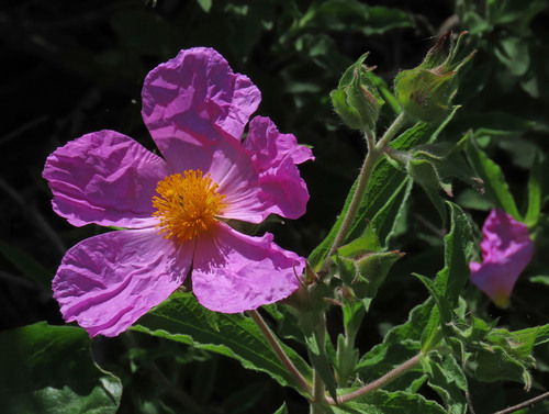 iNaturalist observation photo of Hairy rock-rose