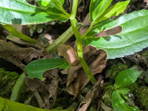 Elatostema calcareum observed 2026-05-31
