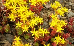 Sedum divergens