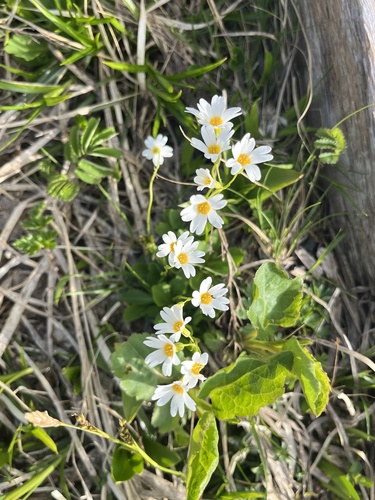 Primula nipponica