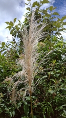 Cortaderia nitida image