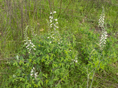 Baptisia alba, photograph (c) Turner Brockman, some rights reserved (CC BY-SA)