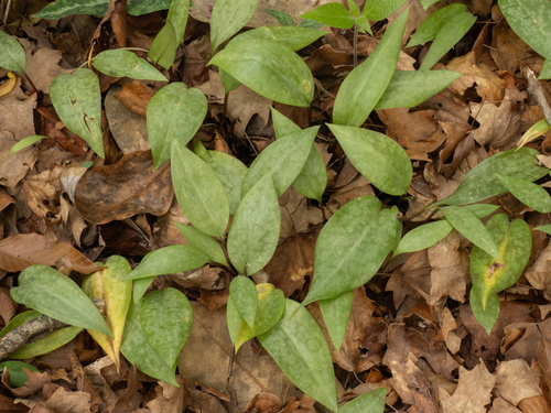 Erythronium umbilicatum, photograph 1