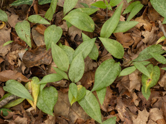 Erythronium umbilicatum, photograph (c) Turner Brockman, some rights reserved (CC BY-SA)