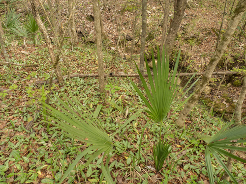 Erythronium umbilicatum, photograph 2