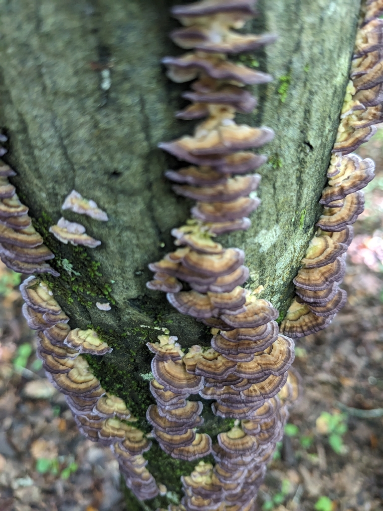 violet-toothed polypore · June 2026 · photo: Photo: (c) Alaina Krakowiak, some rights reserved (CC BY) · iNaturalist
