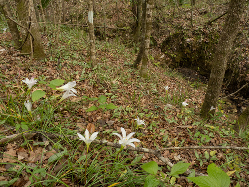 Zephyranthes atamasco