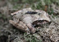 Java Bubble-Nest Frog photo 5