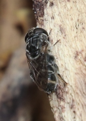 Eumerus obliquus