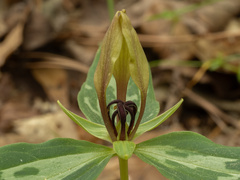 Trillium lancifolium
