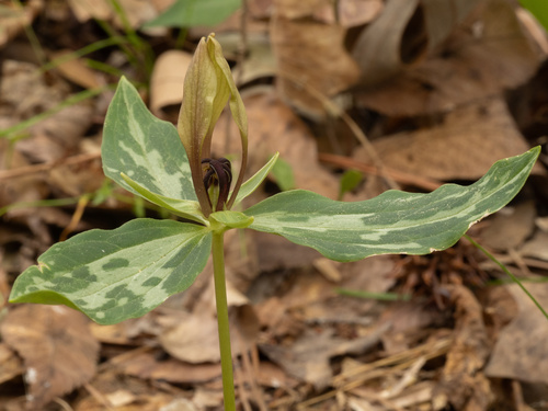 Trillium lancifolium, photograph 1