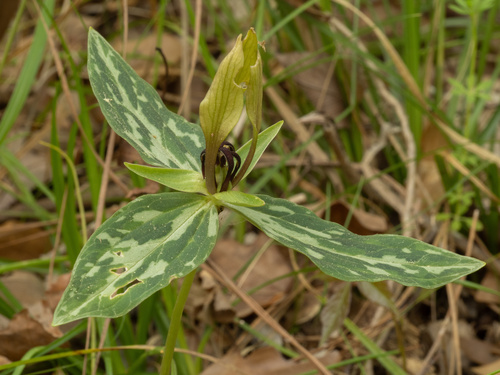 Trillium lancifolium, photograph 2
