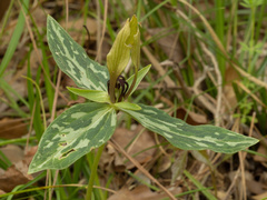 (c) Turner Brockman, some rights reserved (CC BY-SA) Trillium lancifolium, photograph (c) Turner Brockman, some rights reserved (CC BY-SA)
