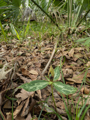 (c) Turner Brockman, some rights reserved (CC BY-SA) Trillium lancifolium, photograph (c) Turner Brockman, some rights reserved (CC BY-SA)