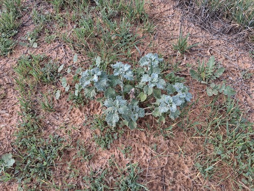 White Horehound